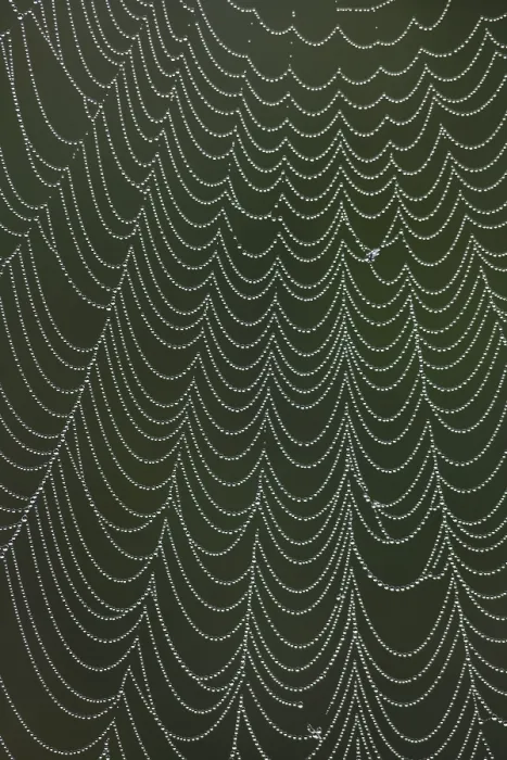 Gerahmter Druck : Spinnennetz bedeckt mit Tau, Lillington.