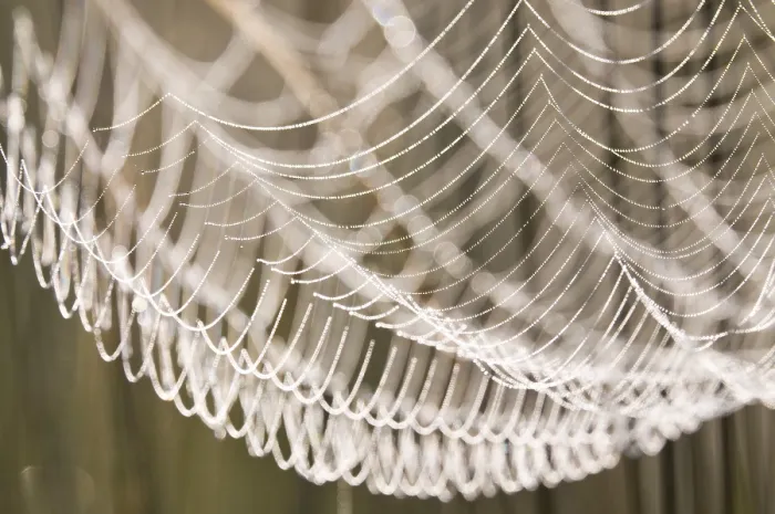 Gerahmter Druck : Spinne-Netz mit Tau-Tropfen. Gerahmter Druck : Spinne-Netz mit Tau-Tropfen.