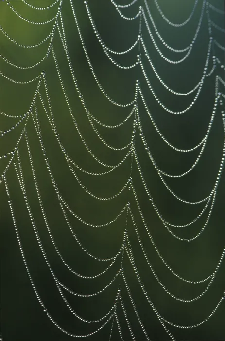 Gerahmter Druck : Spinne-Netz mit Tauperlen. Gerahmter Druck : Spinne-Netz mit Tauperlen.
