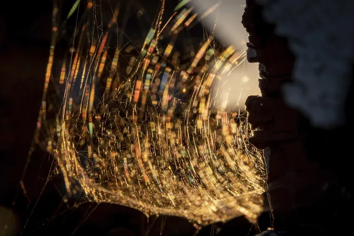 Gerahmter Druck : Spinnennetz im Abendlicht, Norwegen. Gerahmter Druck : Spinnennetz im Abendlicht, Norwegen.