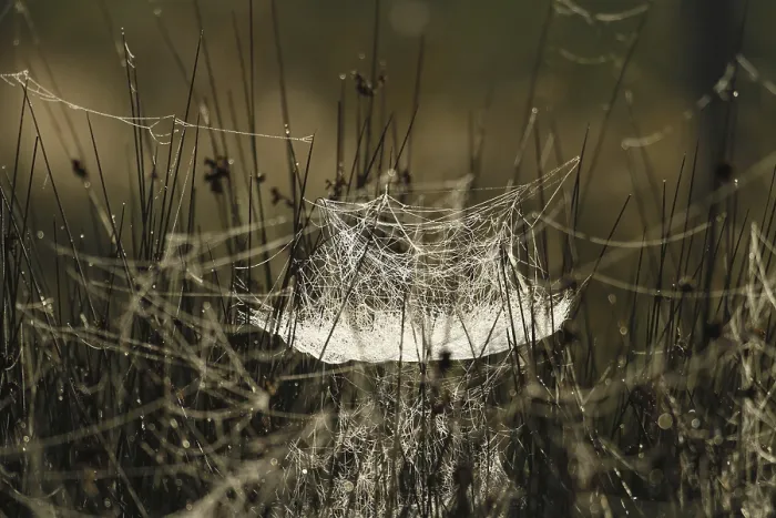 Gerahmter Druck : Spinne-Netz, Gras, Hintergrundlicht, Morgennebel. Gerahmter Druck : Spinne-Netz, Gras, Hintergrundlicht, Morgennebel.