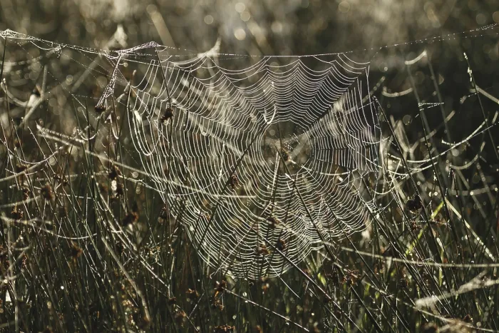 Gerahmter Druck : Spinne-Netz, Gras, Hintergrundlicht, Morgentau. Gerahmter Druck : Spinne-Netz, Gras, Hintergrundlicht, Morgentau.