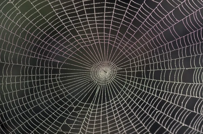 Gerahmter Druck : Spinnennetz mit Seil. Gerahmter Druck : Spinnennetz mit Seil.