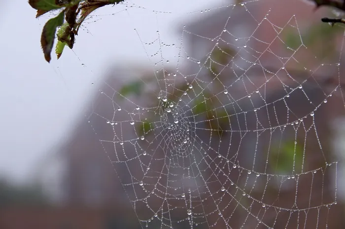 Gerahmter Druck : Dewtropfen auf Spinnenseilen Gerahmter Druck : Dewtropfen auf Spinnenseilen