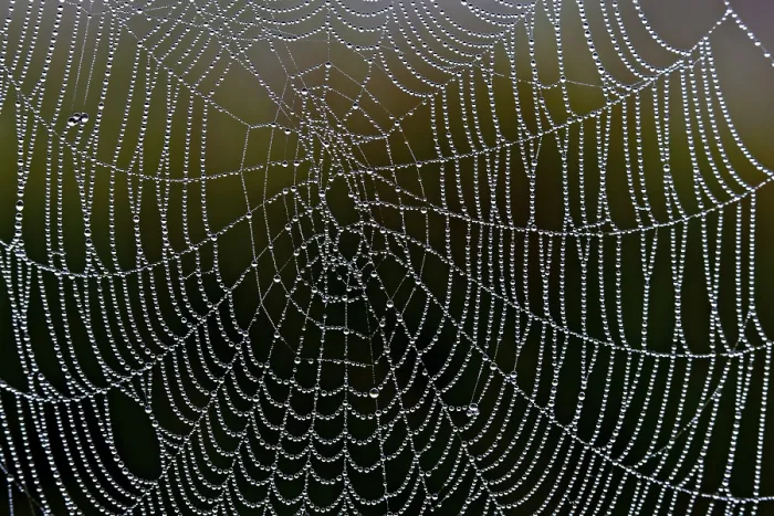 Gerahmter Druck : Spinnennetz mit Tropfen. Gerahmter Druck : Spinnennetz mit Tropfen.