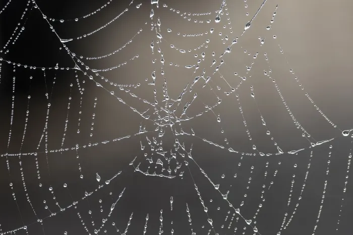 Gerahmter Druck : Spinne-Netz mit Tropfen Wasser. Gerahmter Druck : Spinne-Netz mit Tropfen Wasser.