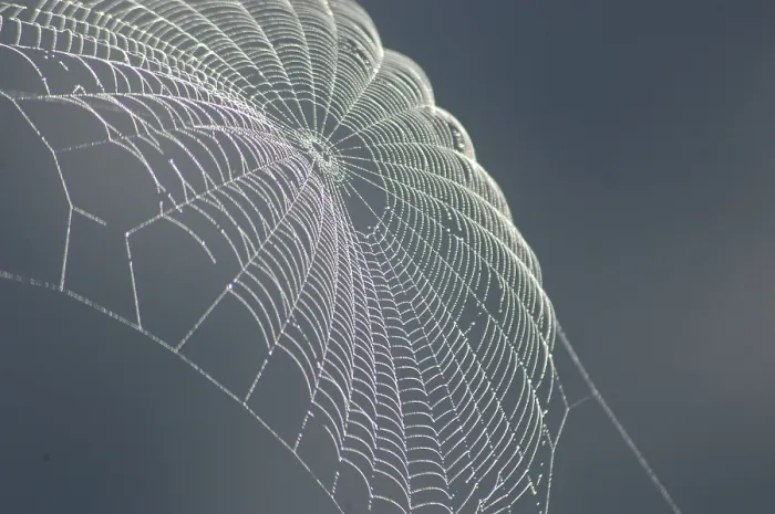 Gerahmter Druck : Die Spinne snurrt das Licht. Gerahmter Druck : Die Spinne snurrt das Licht.
