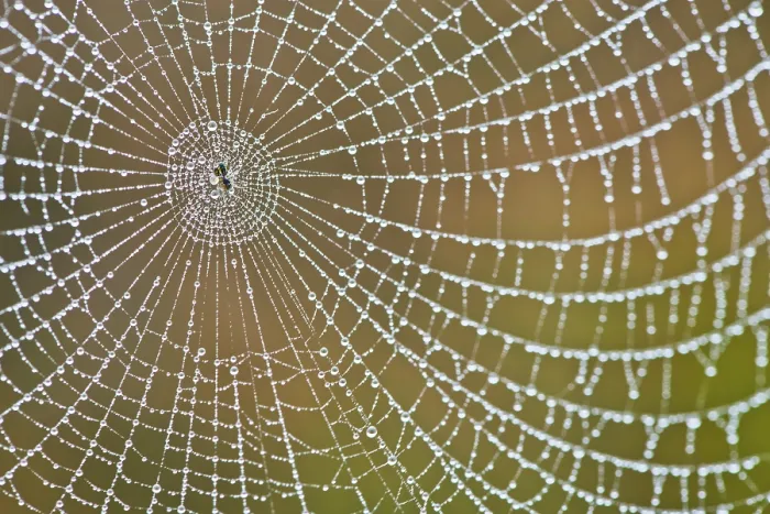 Gerahmter Druck : Spinne-Netz mit Tau-Tropfen. Gerahmter Druck : Spinne-Netz mit Tau-Tropfen.