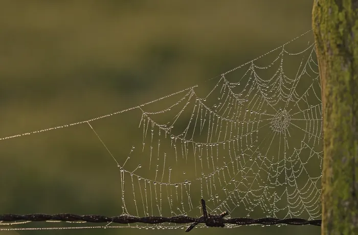 Gerahmter Druck : Spinne-Netz mit Tau-Tropfen. Gerahmter Druck : Spinne-Netz mit Tau-Tropfen.