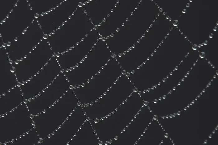 Gerahmter Druck : Spinnennetz mit Tau, Suffolk. Gerahmter Druck : Spinnennetz mit Tau, Suffolk.