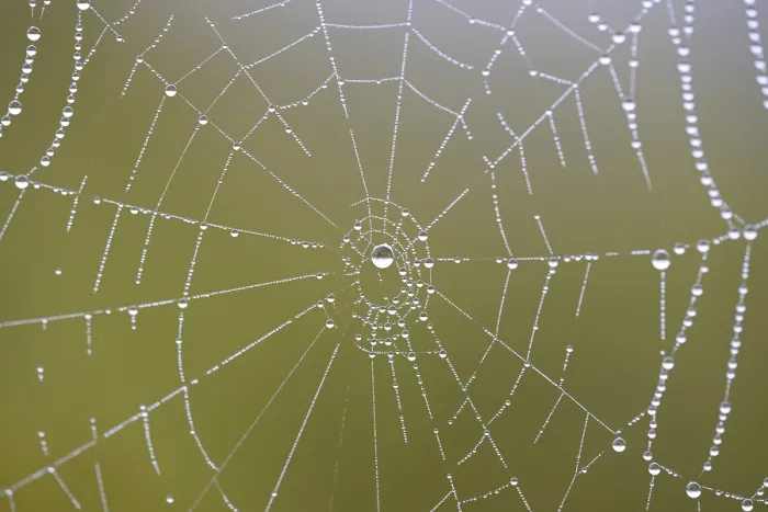 Gerahmter Druck : Spinne-netz mit Tauperlen. Gerahmter Druck : Spinne-netz mit Tauperlen.