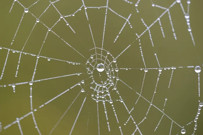 Gerahmter Druck : Spinne-Netz mit Tauperlen.