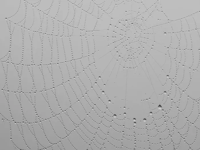 Gerahmter Druck : Spinnennetz mit Tauperlern. Gerahmter Druck : Spinnennetz mit Tauperlern.