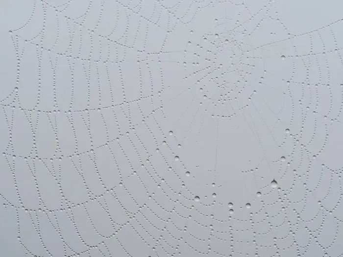 Gerahmter Druck : Spinne-Netz mit Tau. Gerahmter Druck : Spinne-Netz mit Tau.