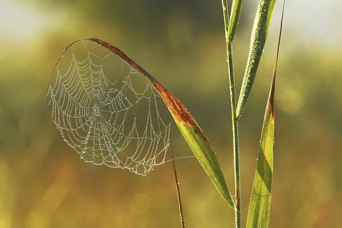 Gerahmter Druck : Spinnennetz in der Morgennebel. Gerahmter Druck : Spinnennetz in der Morgennebel.