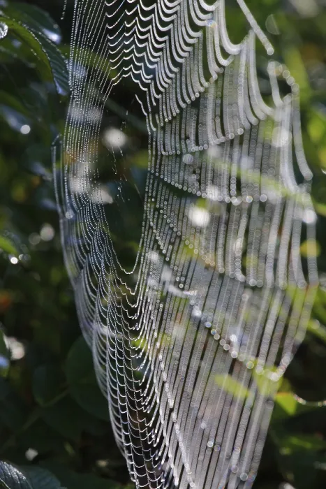 Gerahmter Druck : Spinne-Netz mit Morgentau. Gerahmter Druck : Spinne-Netz mit Morgentau.