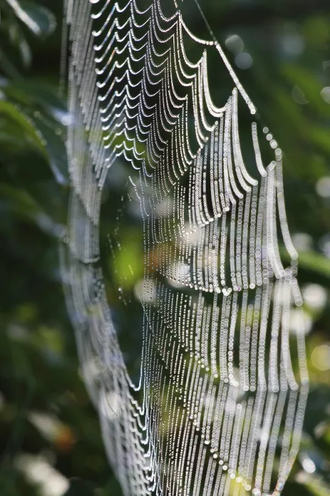 Gerahmter Druck : Spinnennetz mit Morgentau. Gerahmter Druck : Spinnennetz mit Morgentau.