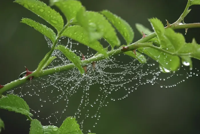 Gerahmter Druck : Spinne-Netz mit Morgentau. Gerahmter Druck : Spinne-Netz mit Morgentau.