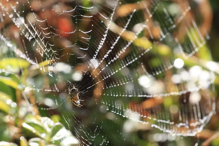 Gerahmter Druck : Spinnennetz mit Morgentau. Gerahmter Druck : Spinnennetz mit Morgentau.