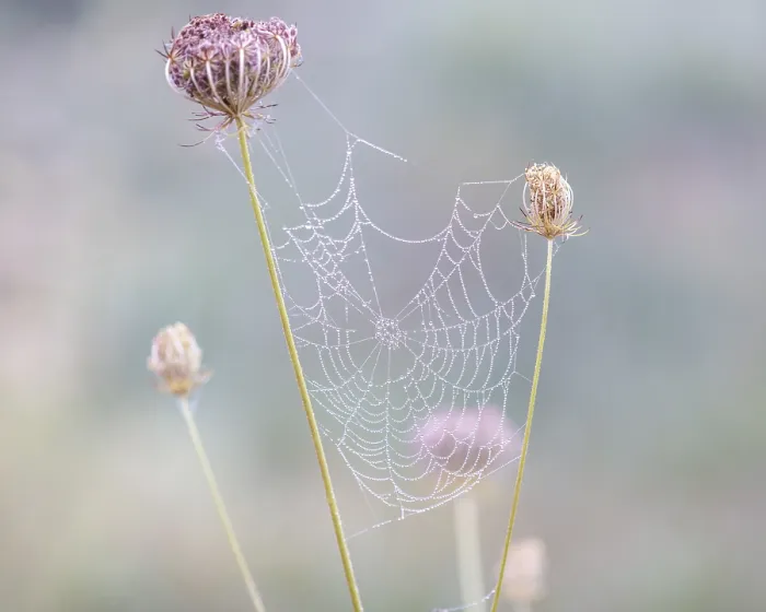 Gerahmter Druck : Spinne-Netz mit Morgentau. Gerahmter Druck : Spinne-Netz mit Morgentau.