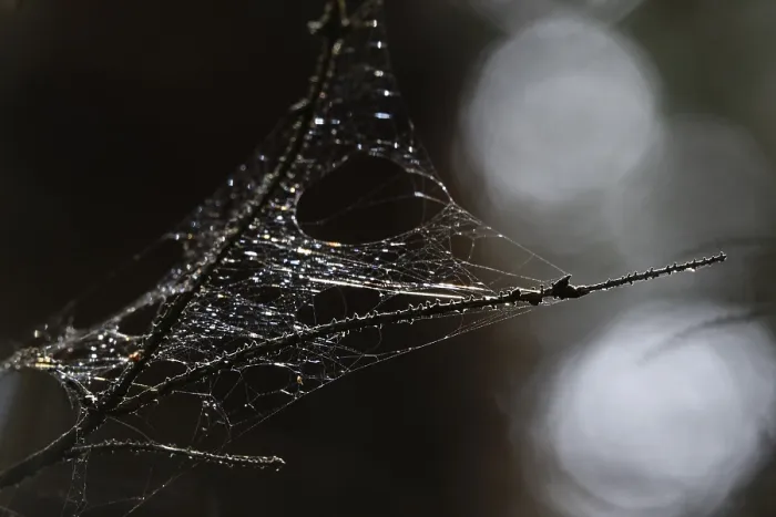 Gerahmter Druck : Spinne-Netz, September, Deutschland Spinne-Netz Gerahmter Druck : Spinne-Netz, September, Deutschland Spinne-Netz