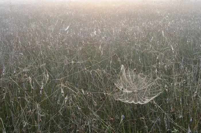 Gerahmter Druck : Ein Spinnennetz in der Moorlandschaft