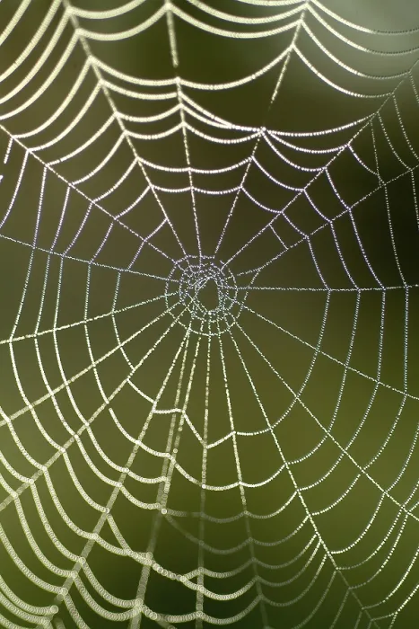 Gerahmter Druck : Spinnennetz mit Tropfen Wasser. Gerahmter Druck : Spinnennetz mit Tropfen Wasser.