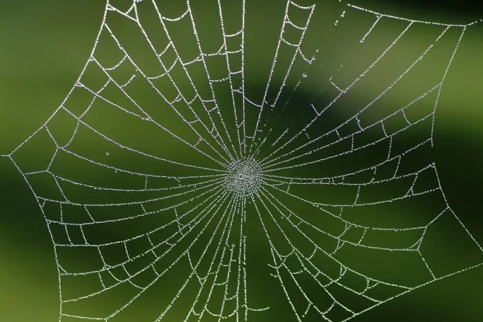 Gerahmter Druck : Spinnennetz mit Tropfen Wasser. Gerahmter Druck : Spinnennetz mit Tropfen Wasser.