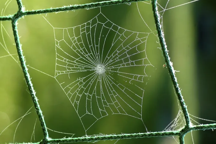 Gerahmter Druck : Spinnennetz mit Tropfen Wasser. Gerahmter Druck : Spinnennetz mit Tropfen Wasser.