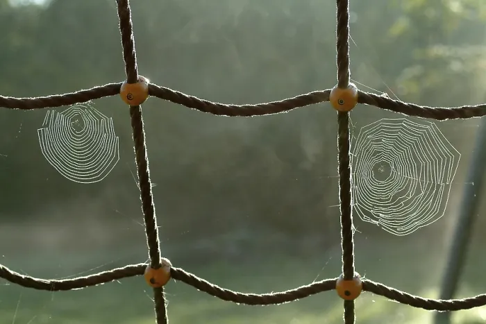 Gerahmter Druck : Spinnennetz mit Tropfen Wasser. Gerahmter Druck : Spinnennetz mit Tropfen Wasser.
