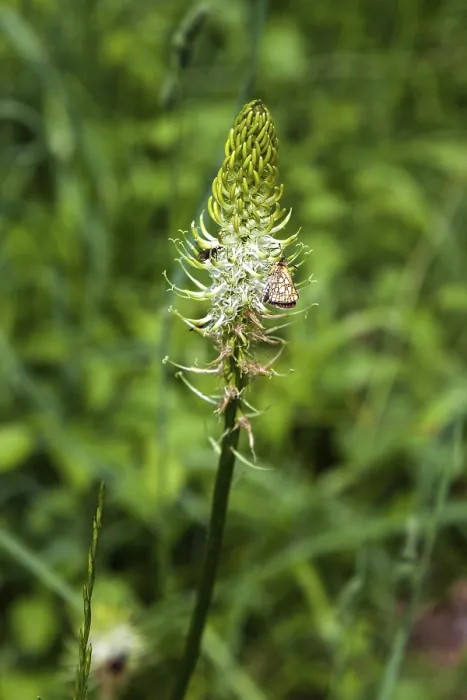 Gerahmter Druck : Gespitzte Teufelsklauen (Phyteuma spicatum) Gerahmter Druck : Gespitzte Teufelsklauen (Phyteuma spicatum)