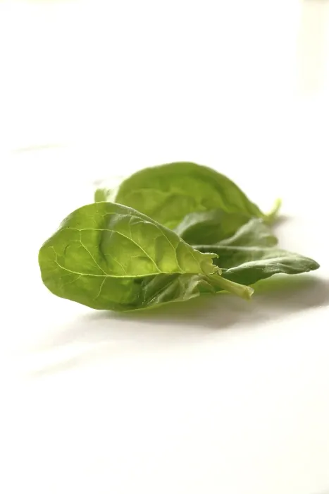Gerahmter Druck : Spinach Gerahmter Druck : Spinach