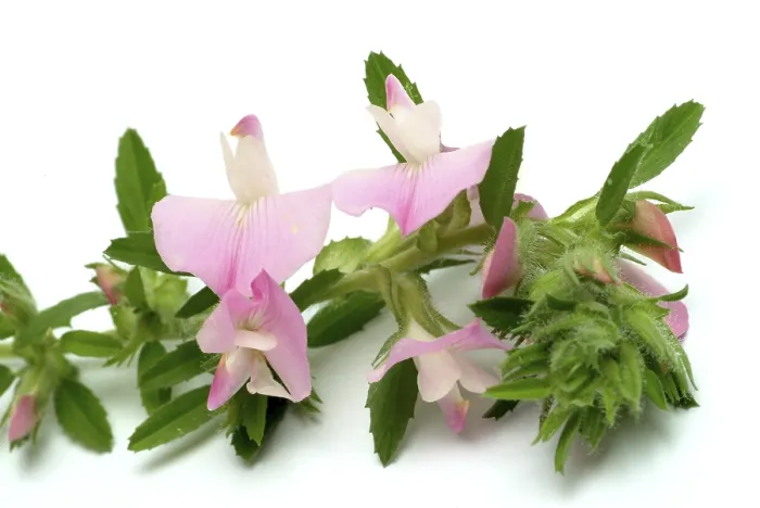 Gerahmter Druck : Dornige Fingerkraut (Ononis spinosa) Gerahmter Druck : Dornige Fingerkraut (Ononis spinosa)