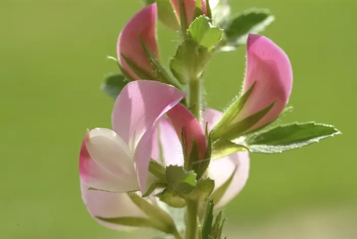 Gerahmter Druck : Dornige Fingerkraut (Ononis spinosa) Gerahmter Druck : Dornige Fingerkraut (Ononis spinosa)