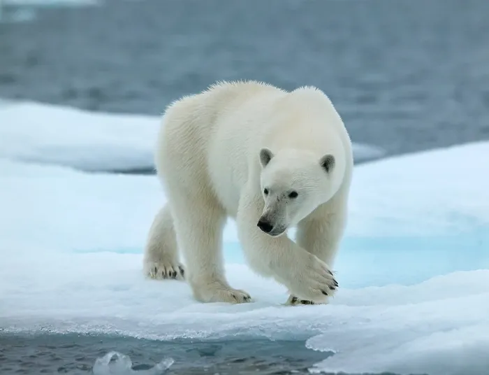 Gerahmter Druck : Spitzbergen Svalbard Gerahmter Druck : Spitzbergen Svalbard