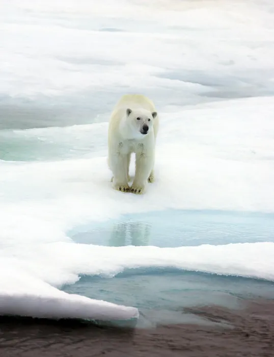 Gerahmter Druck : Svalbard Spitzbergen Gerahmter Druck : Svalbard Spitzbergen