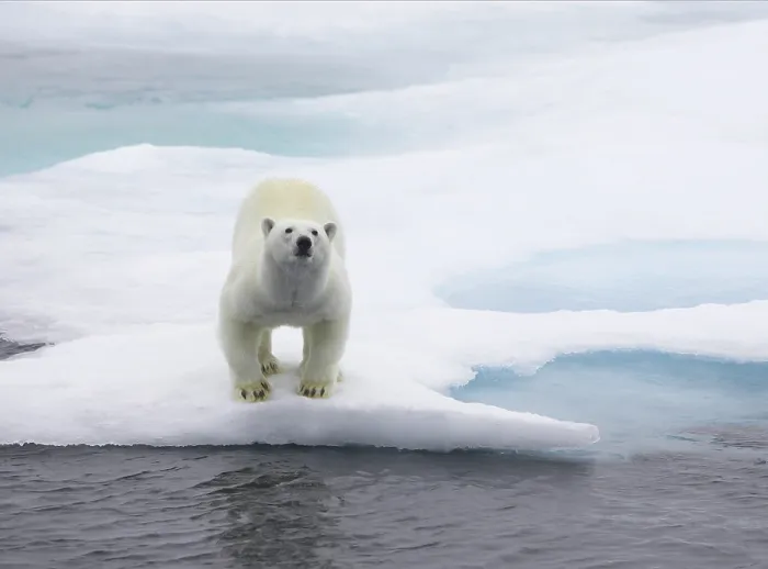 Gerahmter Druck : Svalbard Spitzbergen Gerahmter Druck : Svalbard Spitzbergen