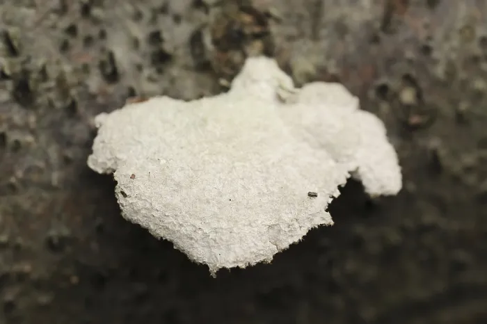 Gerahmter Druck : Schizophyllum commune Gerahmter Druck : Schizophyllum commune