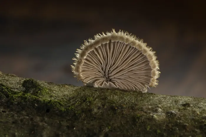 Gerahmter Druck : Schizophyllum commune Gerahmter Druck : Schizophyllum commune