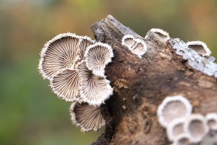 Gerahmter Druck : Schizophyllum commune Gerahmter Druck : Schizophyllum commune