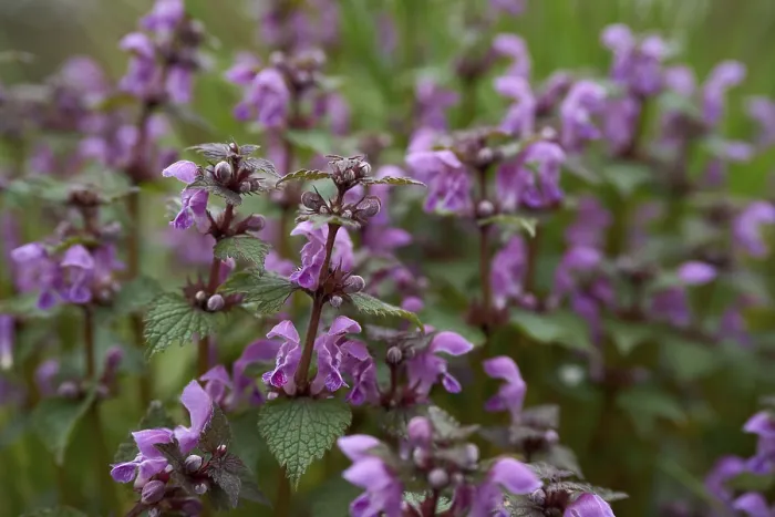 Gerahmter Druck : Gefleckter Täschelkraut (Lamium maculatum) Gerahmter Druck : Gefleckter Täschelkraut (Lamium maculatum)