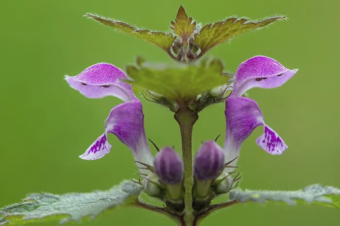 Gerahmter Druck : Gefleckter Täschelkraut, Lamium maculatum Gerahmter Druck : Gefleckter Täschelkraut, Lamium maculatum