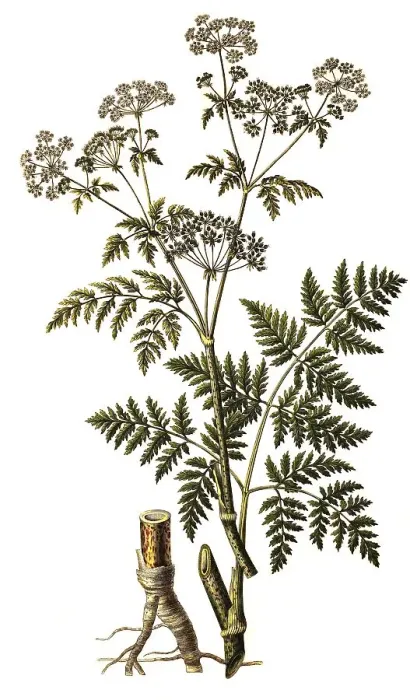 Gerahmter Druck : Gefleckter Brennnessel (Conium maculatum)