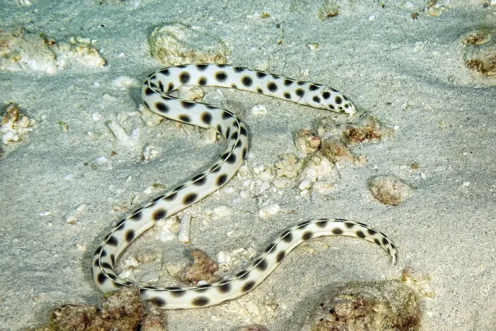 Gerahmter Druck : Spotted snake eel (Myrichthys maculosus) auf der sandigen Meeresboden des Indischen Ozeans bei Mauritius.