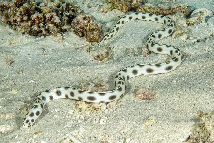 Gerahmter Druck : Schlangen-Eel (Myrichthys maculosus) Gerahmter Druck : Schlangen-Eel (Myrichthys maculosus)
