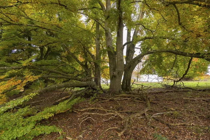 Gerahmter Druck : Baum mit sichtbaren Wurzeln. Gerahmter Druck : Baum mit sichtbaren Wurzeln.