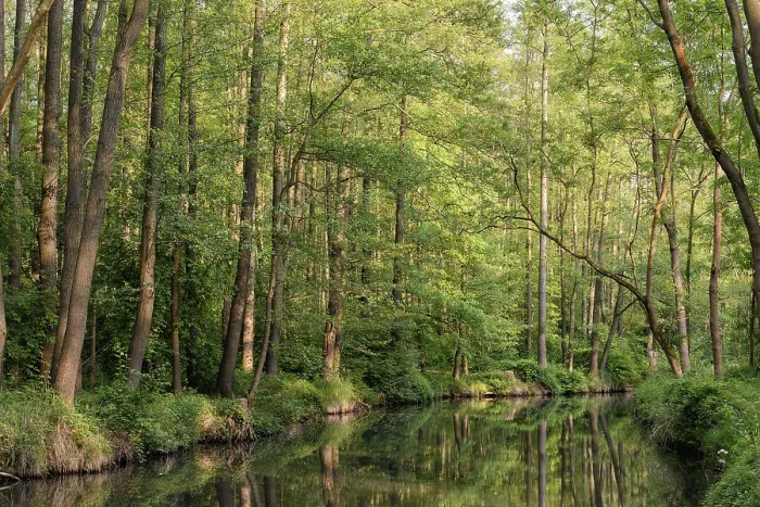 Gerahmter Druck : Spreewald Gerahmter Druck : Spreewald
