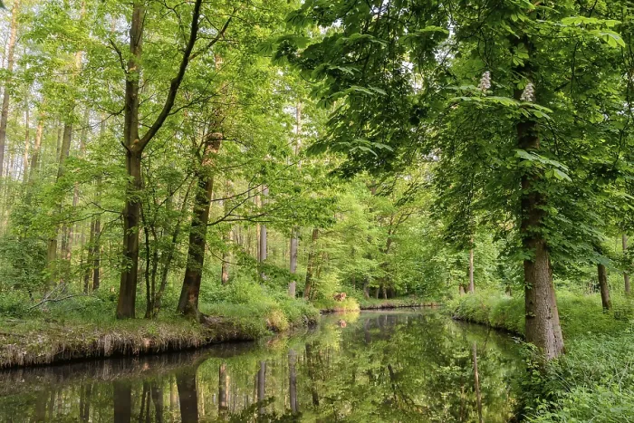 Gerahmter Druck : Spreewald Gerahmter Druck : Spreewald
