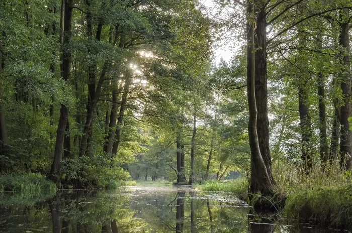 Gerahmter Druck : Spreewald Gerahmter Druck : Spreewald