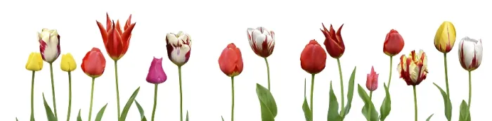Gerahmter Druck : Spring Gerahmter Druck : Spring